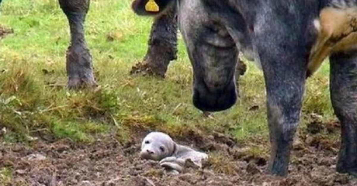 Vīrietis atrod mirstošu kucēnu, kurš ir dzīvs aprakts zemē, bet tas nav kucēns.