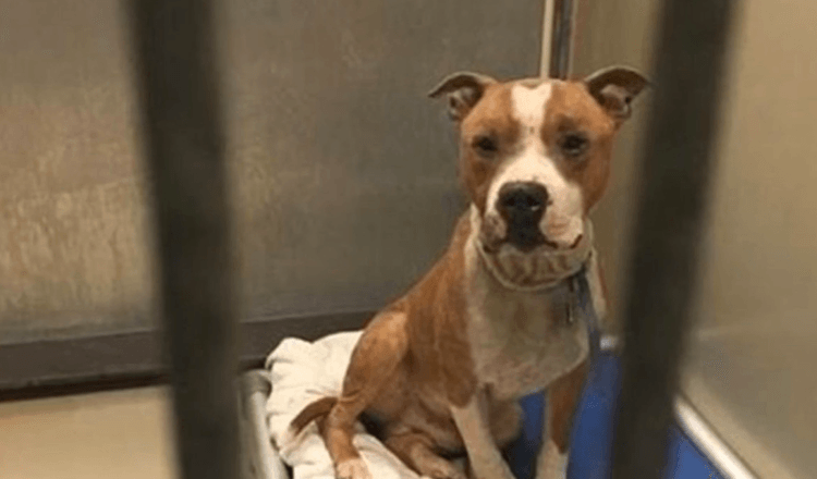 Sieviete adoptē Sad Pit Bull, un suns nevar beigt viņu apskaut