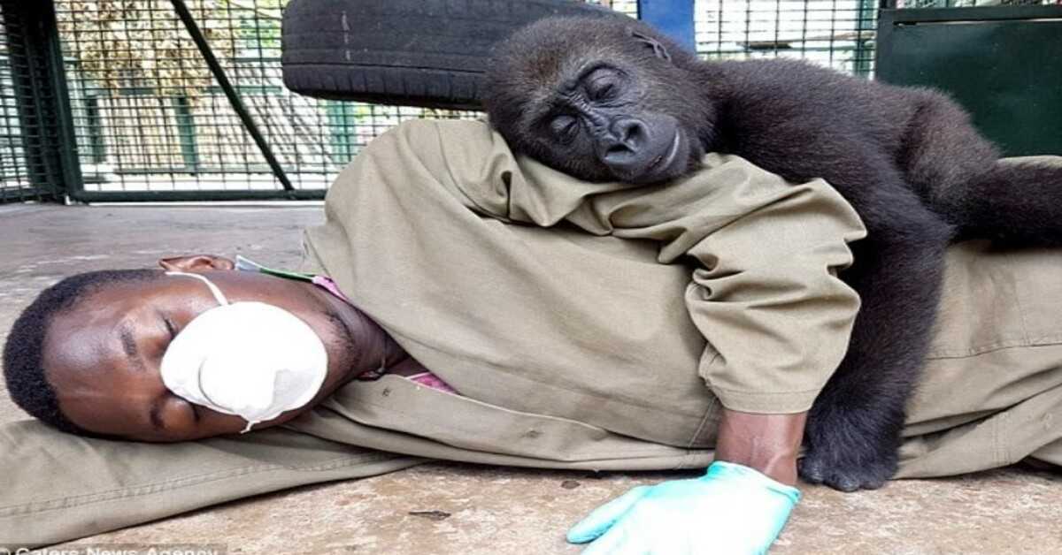 Bāreņu gorilla pēc izglābšanas pieprasa, lai viņa aprūpētāja viņu apskauj