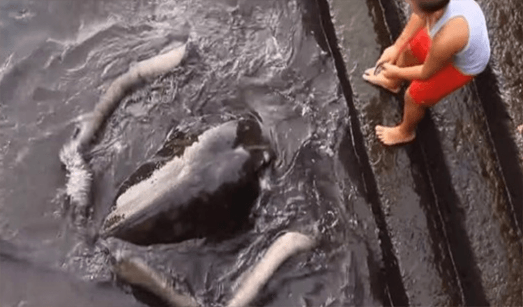 Video Of Milzu Stingray Emerging No Ūdens Lai Sveicinātos Boy Goes Vīruss