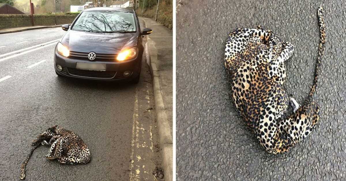 Vīrietis aptur savu automašīnu bailēs, lai palīdzētu ievainotajam leopardam, kurš gulēja uz ceļa