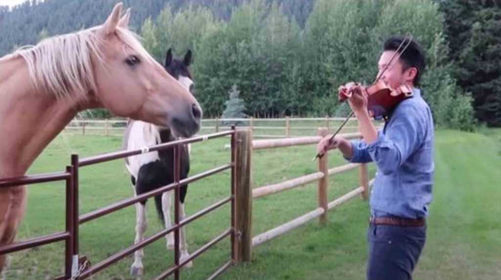 Cilvēkam, kurš spēlē vijoli, pievienojas 2 zirgi, kuri “dejo” viņa muzikālajā serenādē