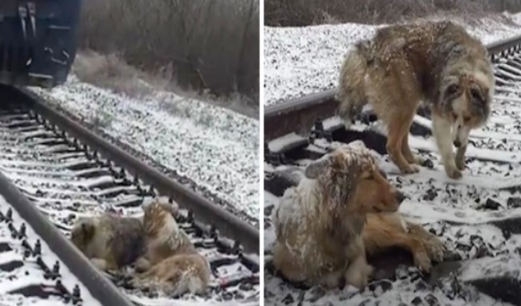 Savainots suns uz 2dienām iestrēdzis uz dzelzceļa sliedēm, ko aizsargā lojālais brālis, kurš atteicās doties prom