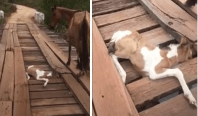 Vīrietis Spots Distressed Mama Horse then Sees Tiny Kumeļš Trapped In Tilts Blakus Viņai