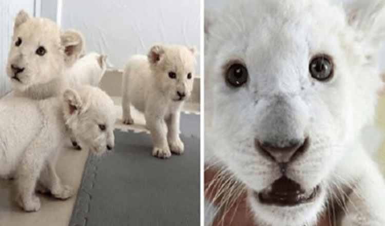 Safari parkā dzimuši ārkārtīgi reti balto lauvu četrinieki