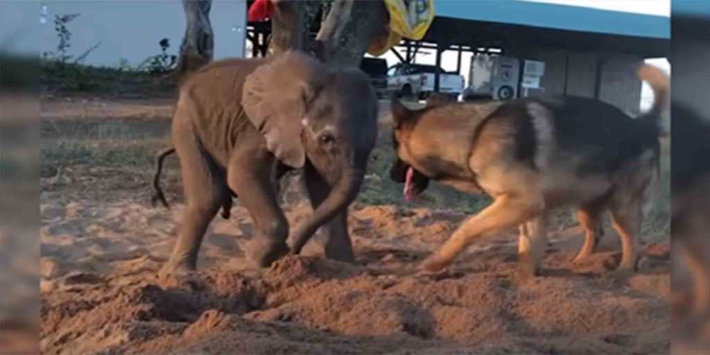 Forelorn Baby Elephant Cast no Bara par slimību satiekas ar suni, kurš maina visu