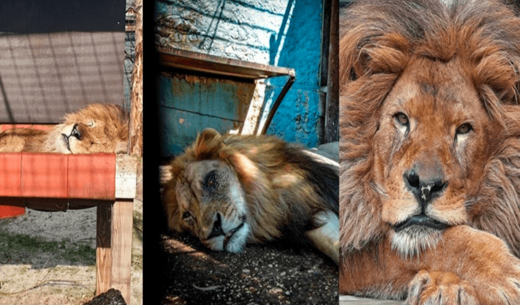 Dzīvoja sliktākajā zoodārzā pasaulē, Lauva Bobs tika izglābts / Tagad viņam ir ēdiens, un viņi viņu mīl