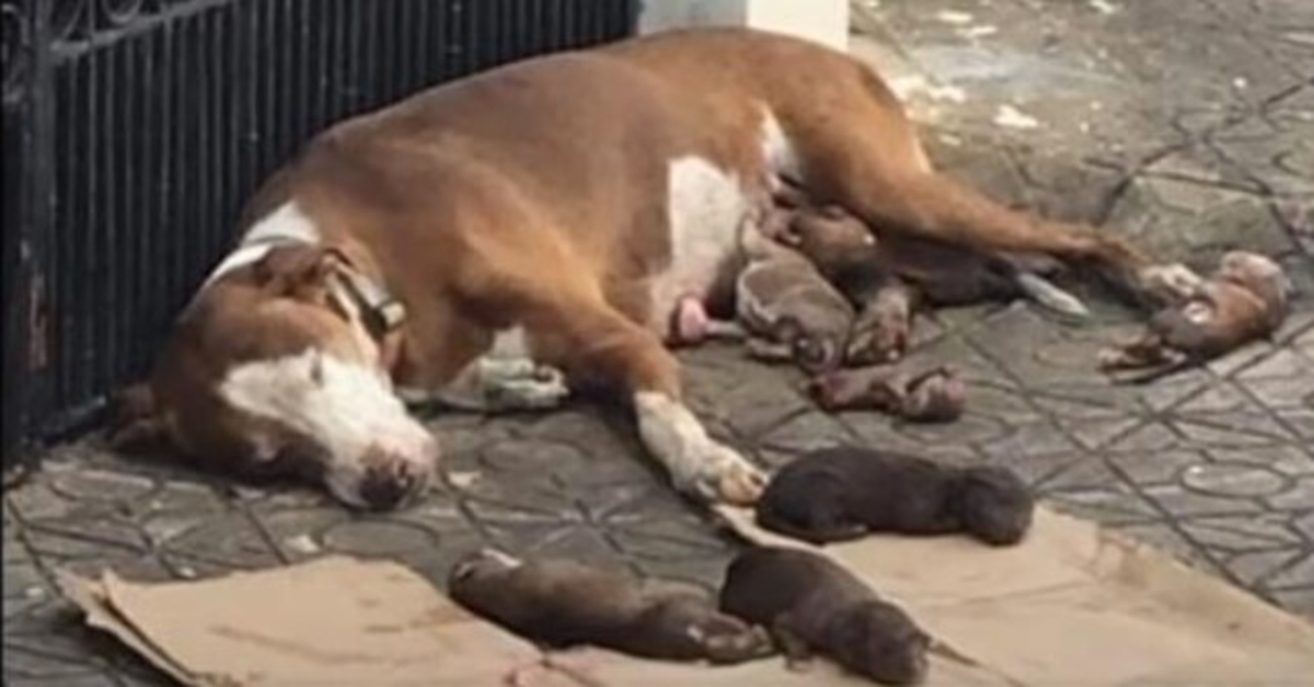 Izsalkušais mammas suns un viņas jaundzimušie ar nepietiekamu uzturu, izglābti tieši laikā