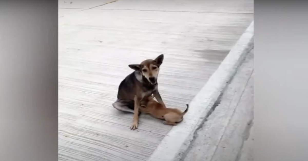 Fractured Street Dog Still Nursed Un Mīlēja Viņas Mazuļus Kā Vislabāk Viņa Varēja