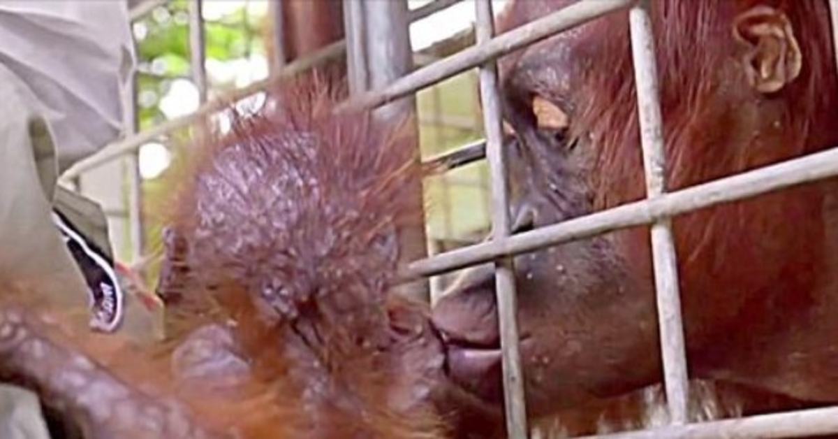 Strādnieki birst asarās, kad mamma orangutāns atkal tiekas ar savu nolaupīto mazuli