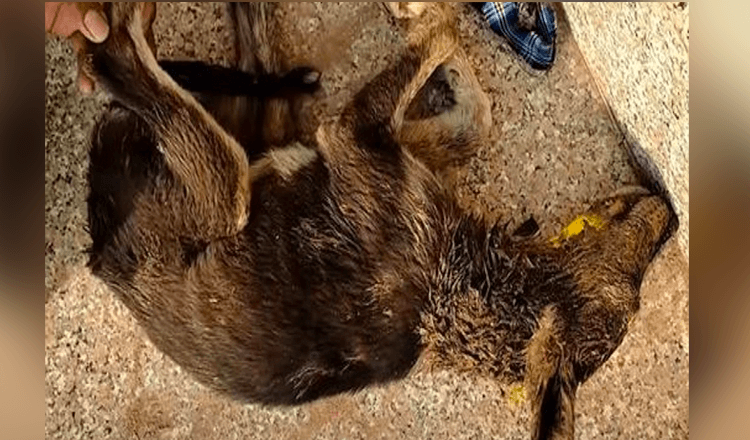 Noģībušais kucēns nākamajā dienā pamostas, lai atrastu viņu cerības ieskautu