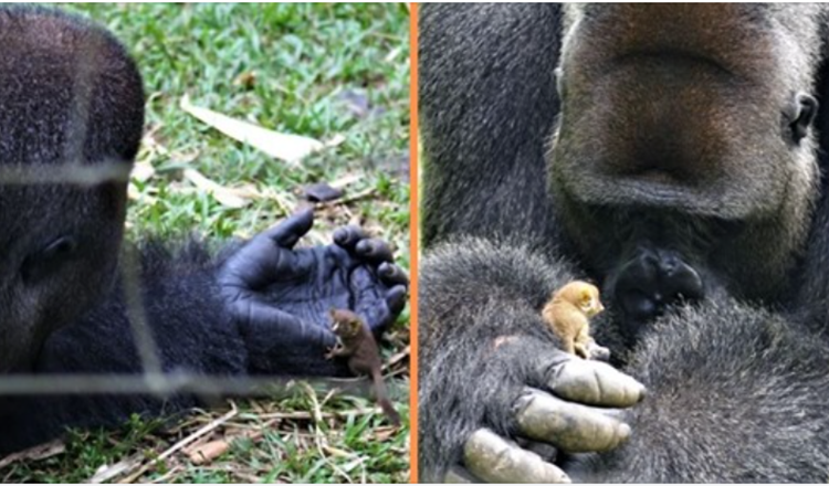 Milzīgā gorilla izveido sirsnīgu draudzību ar mazu krūmu mazuli