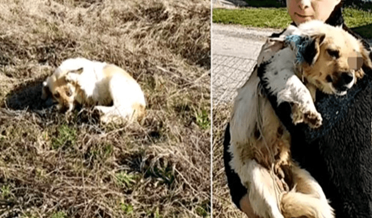 Uzbrucēja apžilbināta, viņa izstiepa ķepu un lūdz sievieti, lai viņa atņem nodarījumu