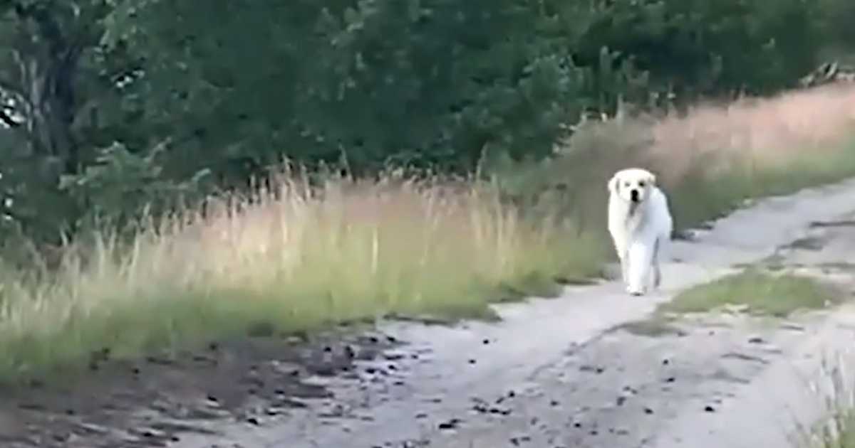 Viņi zaudē cerības atrast savu mājdzīvnieku, kad uz ceļa parādās liels balts suns