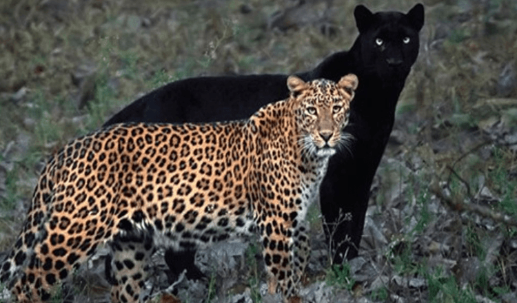 Fotogrāfs iemūžina neticamu leoparda un melnās panteras pāra fotoattēlu