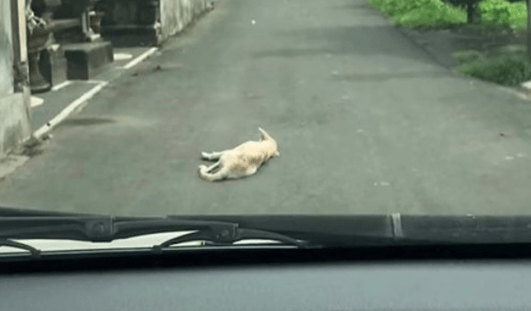 Automašīna pievelk uz augšu, uz ceļa, vidū nekustīgi guļ suni