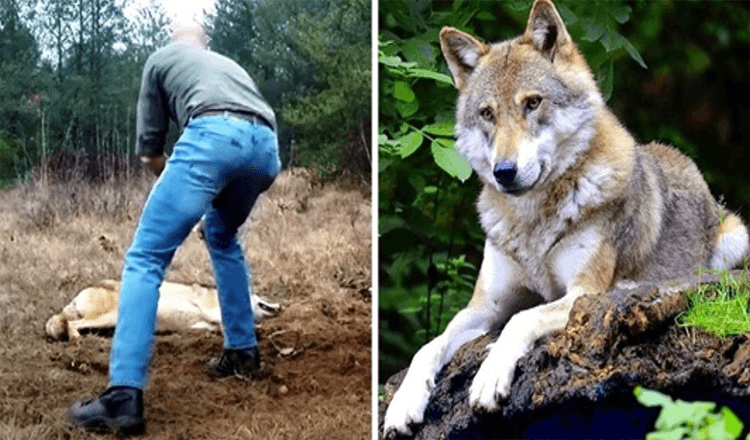 Cilvēks izglābj mirstošu vilku un viņas mazuļus, gadus vēlāk vilks atgriež labvēlību