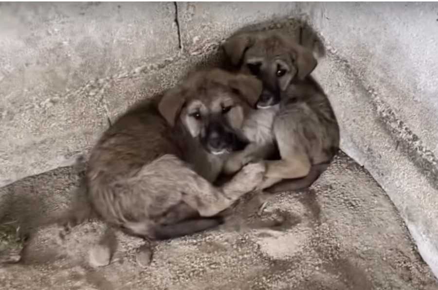 Slimās meitenes saspiežas ciešā stūrī pēc tam, kad ir atstātas nakts vidū