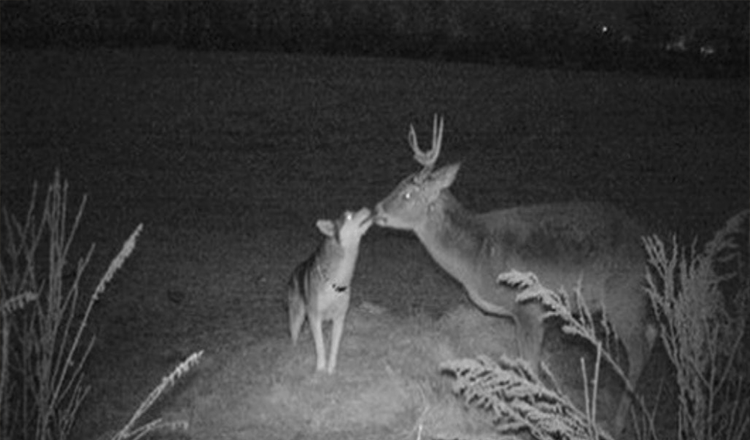 Pazudušais suns, kas pieķerts takas kamerā, pavadot pāris dienas kopā ar savu “Buck draugu” mežā