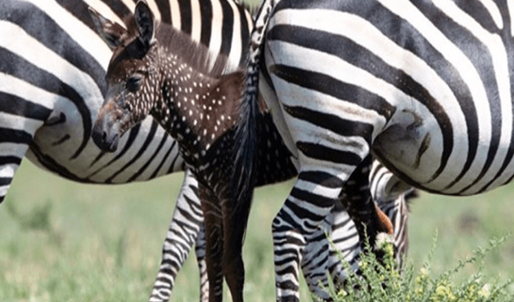 Zebra mazulis piedzimst ar punktiem, nevis svītrām – pirmo reizi ierakstīts (+8 attēli)