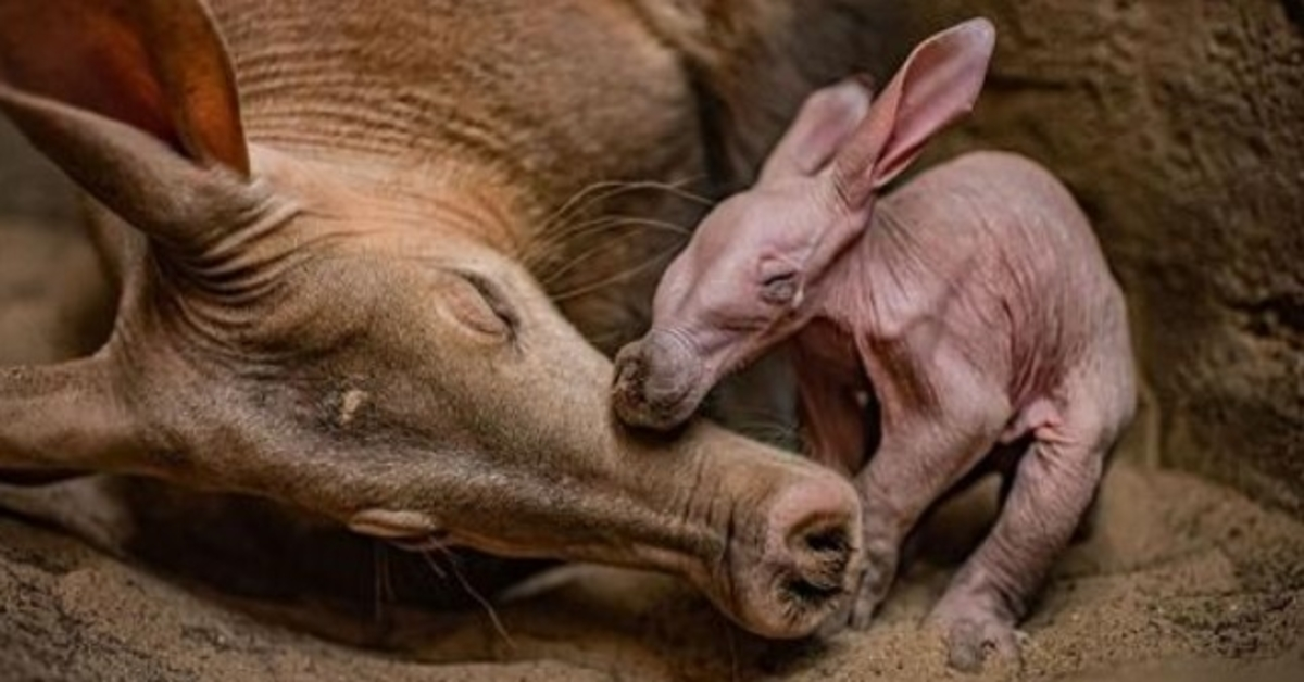 Česteras Zooloģiskais dārzs ir “patiess priecīgs”, svinot sava pirmā dārza piedzimšanu