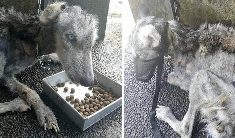 Puisis atrod pamestu ādu un kaulus haskiju un palīdz tai atgūties