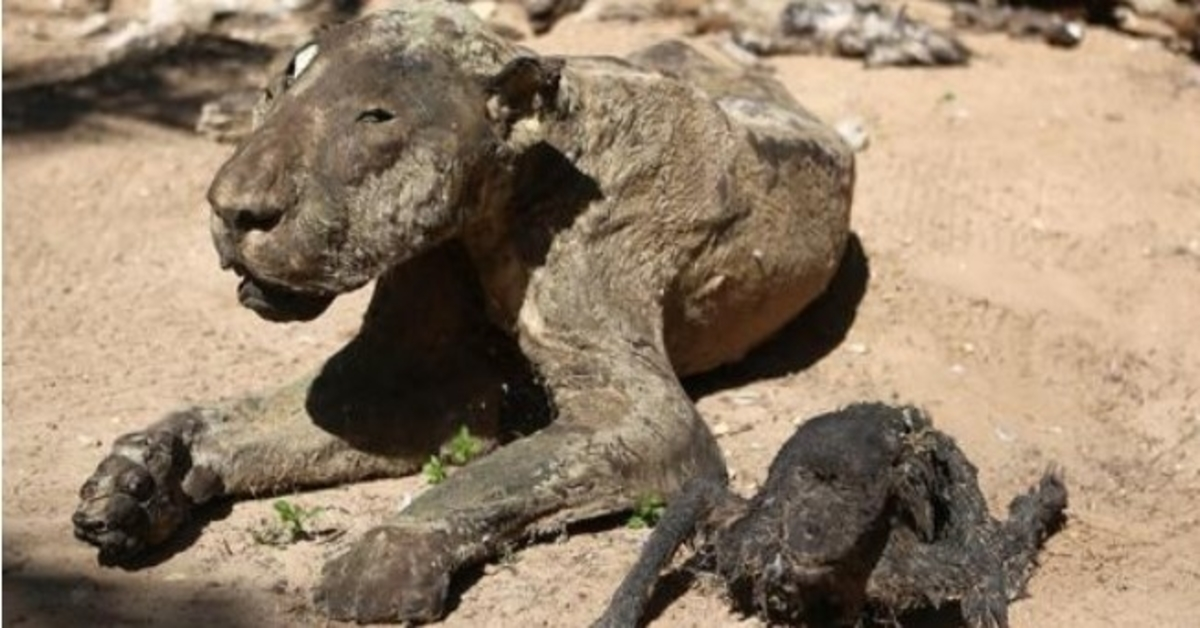 Tīģeris izglābts no “Pasaules sliktākā zooloģiskā dārza” Tagad viņš zina, kā jūtas brīvība