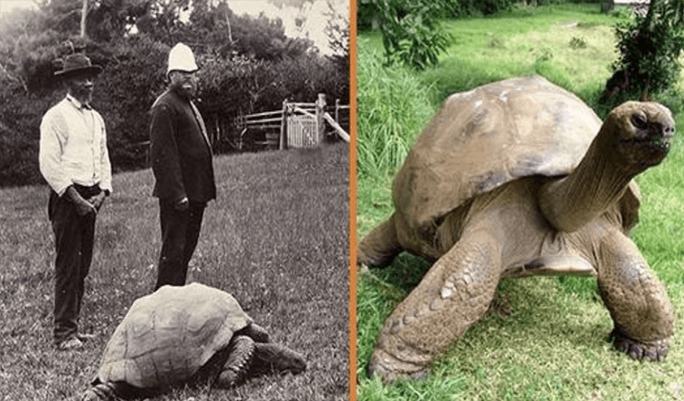 Džonatans, 189gadus vecs bruņurupucis, tika fotografēts 1902.gadā un joprojām ir dzīvs šodien (+8attēli)