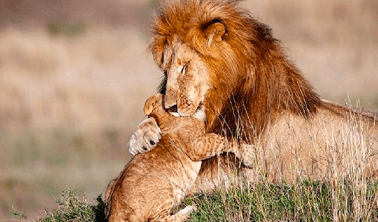 Real Life Lion King (7+ attēli)— fotogrāfs iemūžina lauvas tēti un mazuli maģiskā apskāvienā