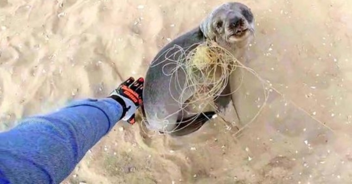 Baby Seal apstājas, lai pateiktos saviem glābējiem par viņu atbrīvošanu pirms pievienošanās savai ģimenei