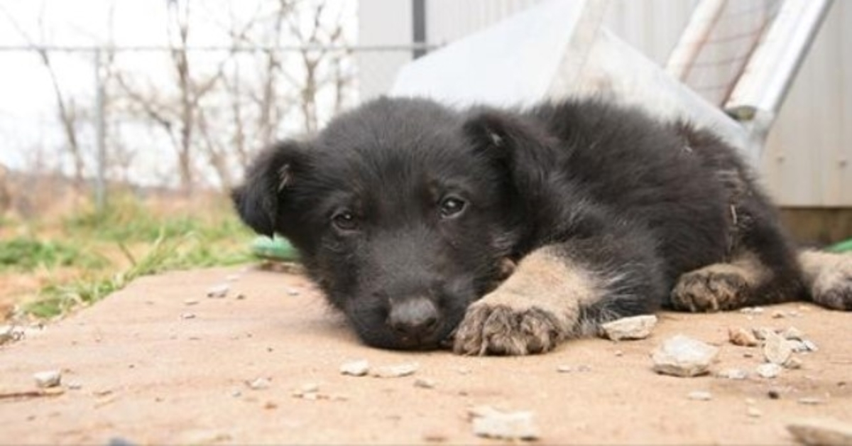 Izsalkušais kucēns ir pārāk vājš, lai staigātu, pats rāpo pie glābējiem