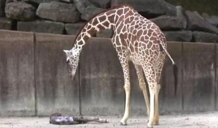 Mama Giraffe pulksteņi, lai redzētu jebkādas dzīvības pazīmes viņas pārgurušajam jaundzimušajam bērnam