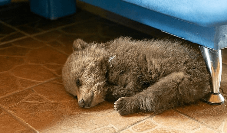 Vīrietis adoptē mazu lāčuku, lai glābtu tā dzīvību pēc tam, kad tas ieklīda ciematā (+7 attēli)