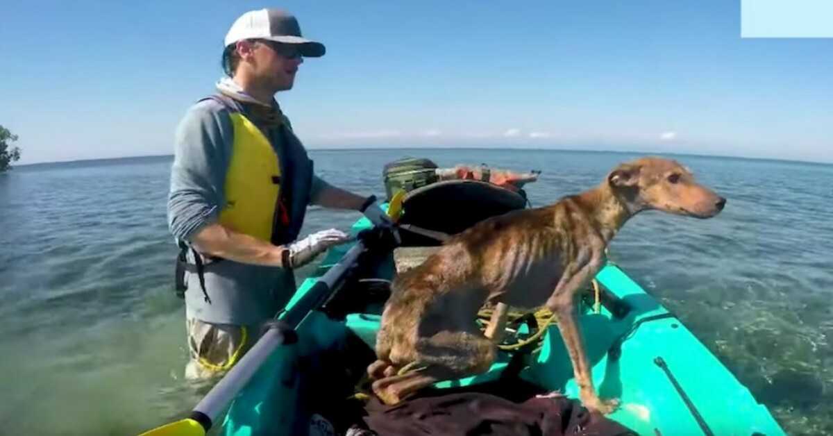 Vīrietis izglābj badā cietušu suni viens pats uz attālās salas un atved viņu mājās